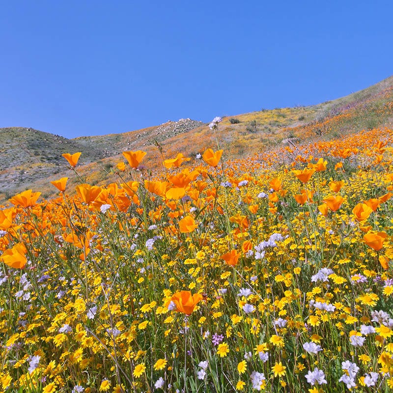  Western Xeriscape Wildflower Seed Mix