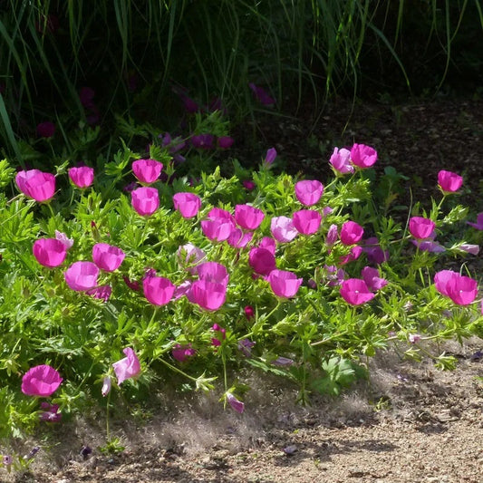  Purple Poppy Mallow (Callirhoe)