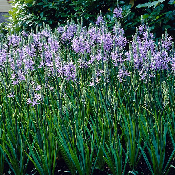  Camas Lily