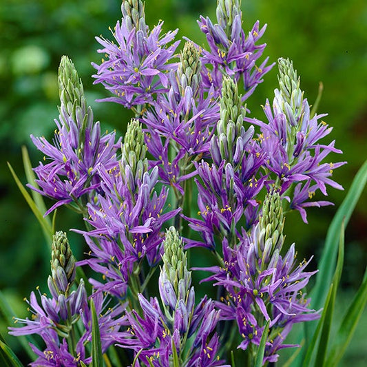  Camas Lily