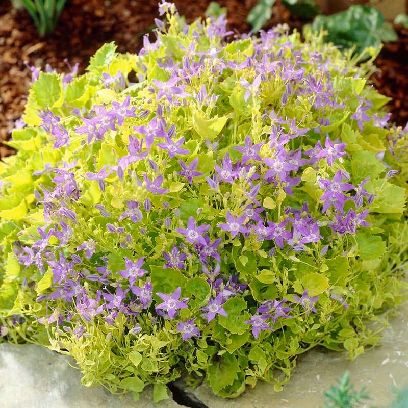 Dickson's Gold Bellflower (Campanula)