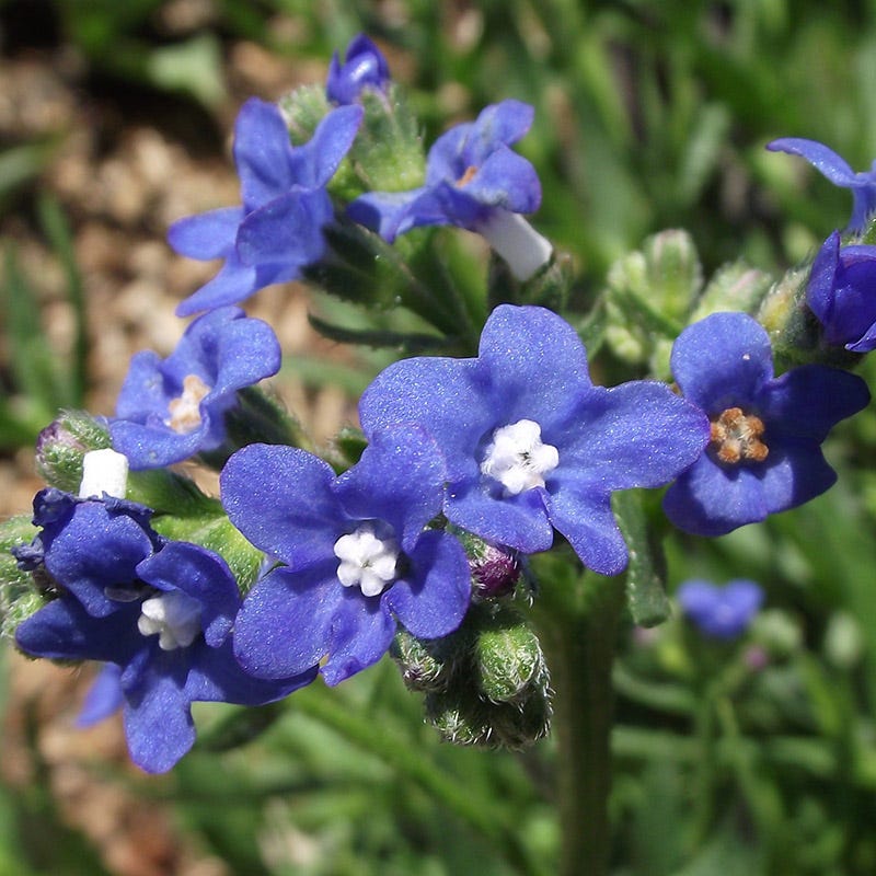  Cape Forget-Me-Not (Anchusa)