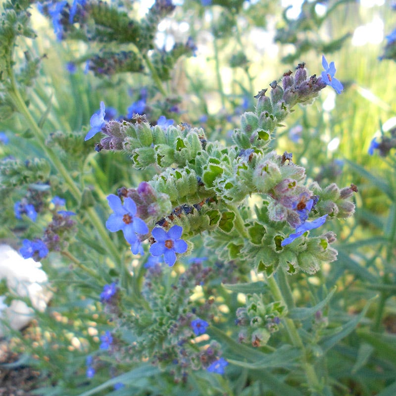  Cape Forget-Me-Not (Anchusa)