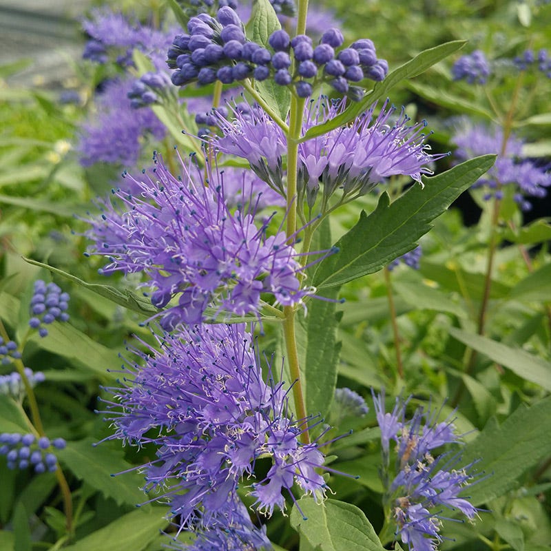  Dark Knight Caryopteris