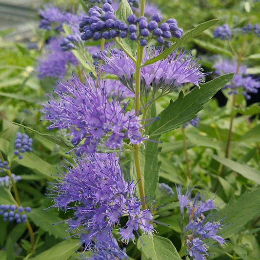  Dark Knight Caryopteris