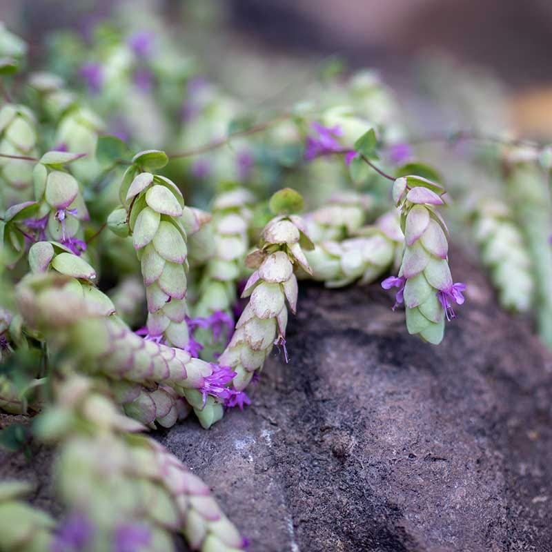  Cascading Hopflower Oregano