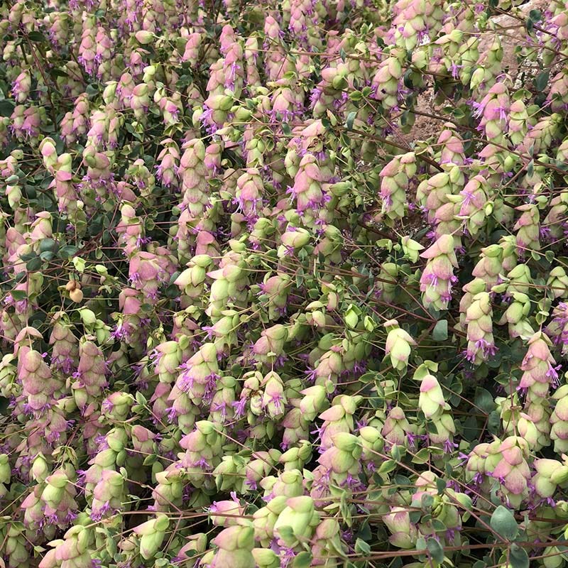  Cascading Hopflower Oregano
