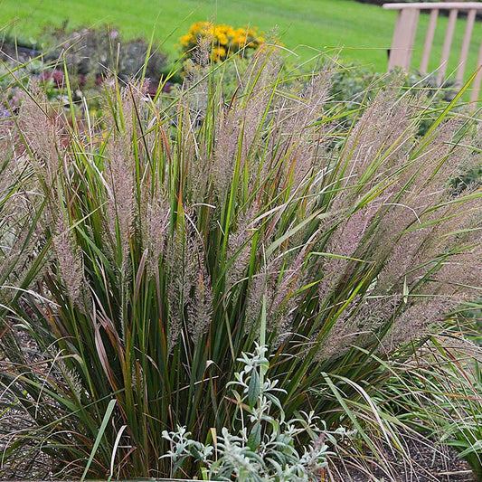  Caspian Feather Reed Grass