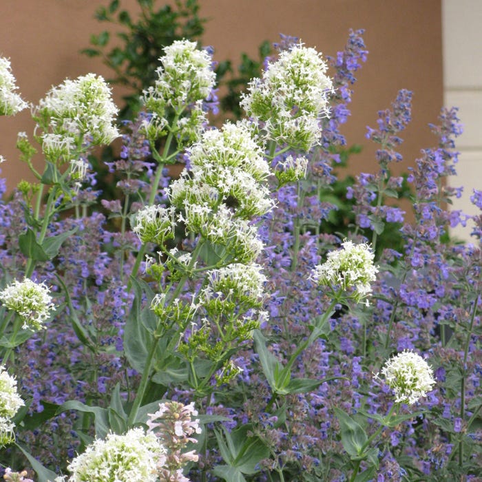  White Valerian (Centranthus)