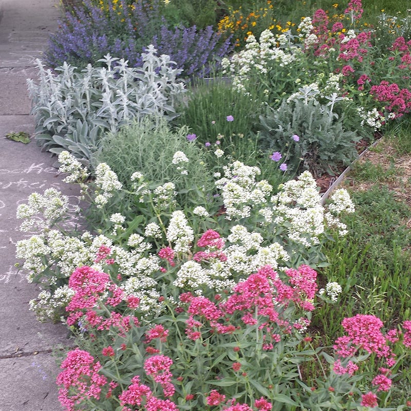  White Valerian (Centranthus)