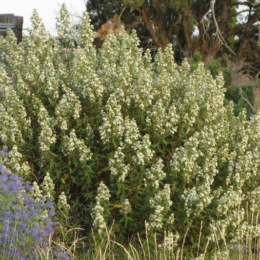  Fernbush (Chamaebatiaria)