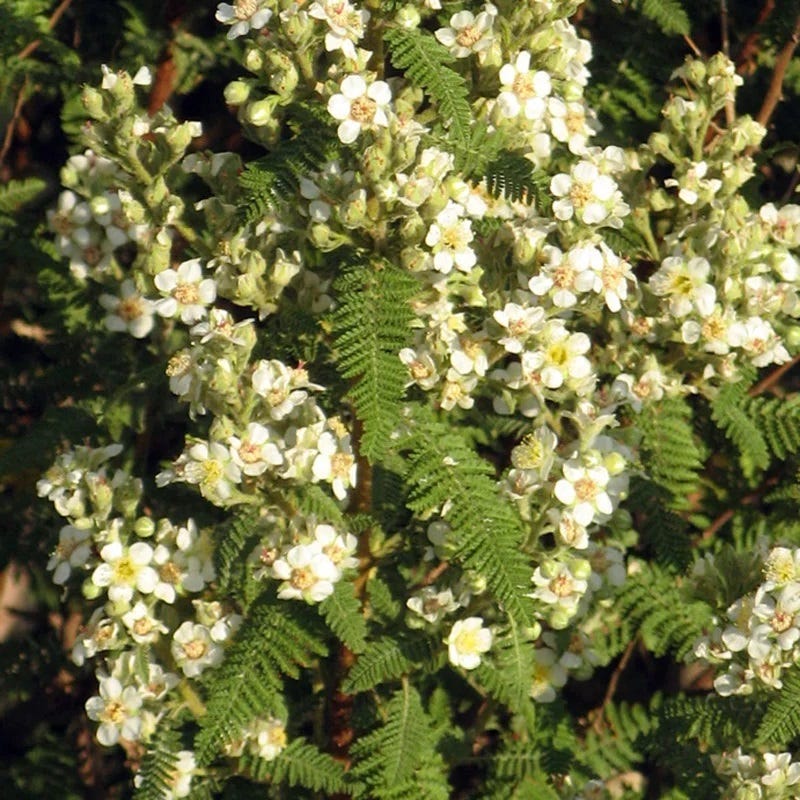  Fernbush (Chamaebatiaria)