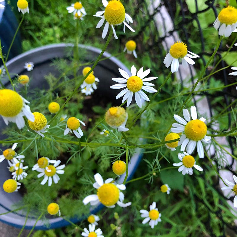  Alternative Lawn Wildflower Seed Mix