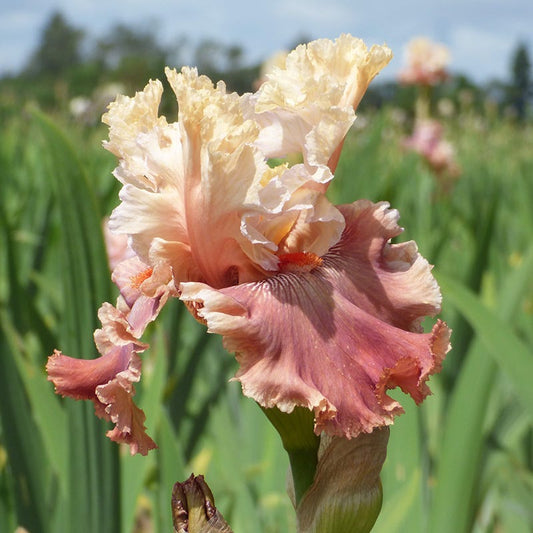  Champagne And Strawberries Bearded Iris