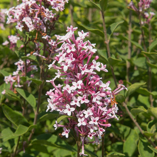  PINK ON REPEAT™ Littleleaf Lilac