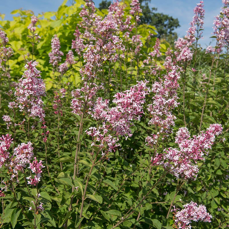  PINK ON REPEAT™ Littleleaf Lilac