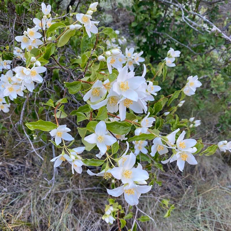  Cheyenne® Mock Orange