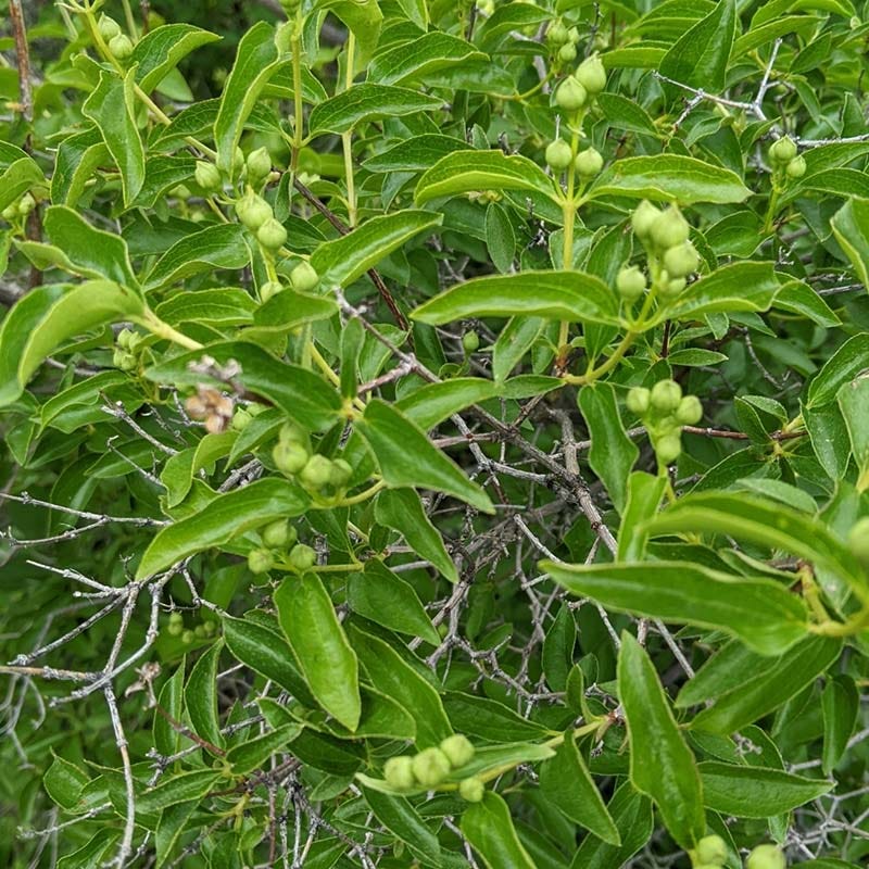  Cheyenne® Mock Orange