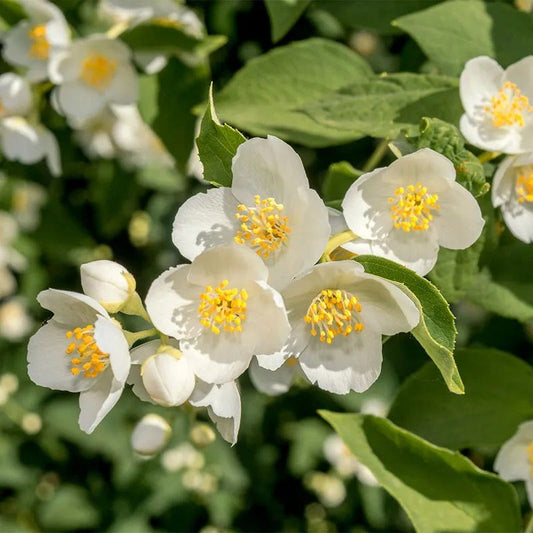  Cheyenne® Mock Orange