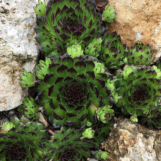  Chick Charms® Appletini™ Hens And Chicks