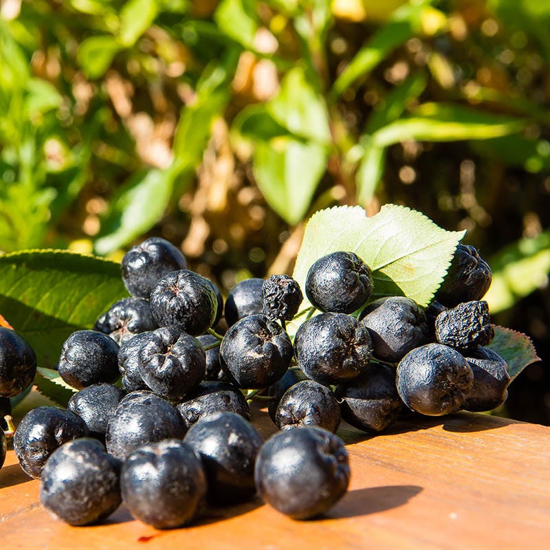  Viking Black Chokeberry (Aronia)