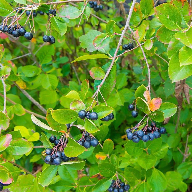  Viking Black Chokeberry (Aronia)