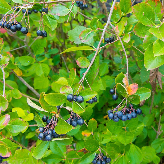  Viking Black Chokeberry (Aronia)