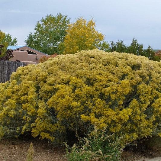  Habitat Shrub Collection For The West
