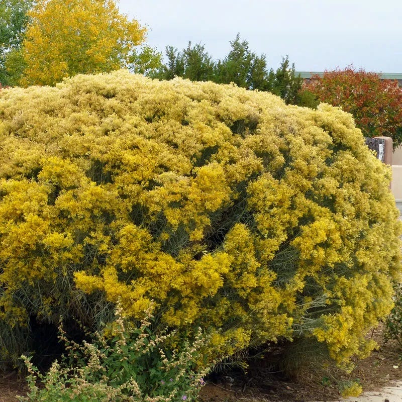  La Plata Silver Leaf Rabbitbrush (Chrysothamnus)