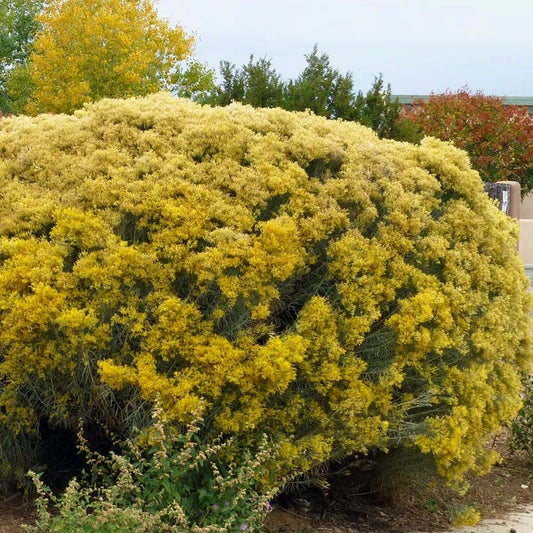  La Plata Silver Leaf Rabbitbrush (Chrysothamnus)