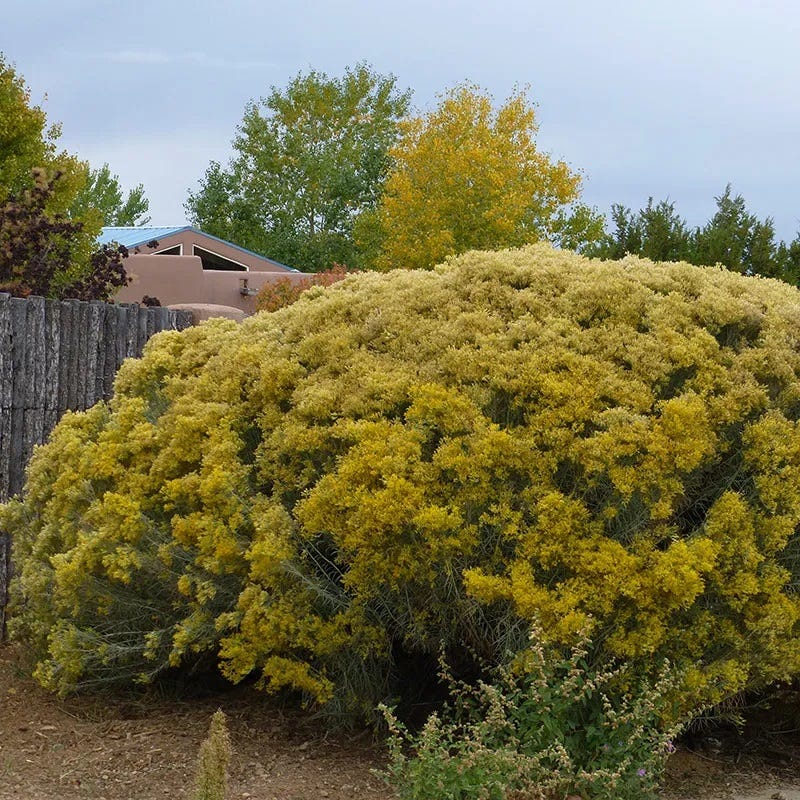  La Plata Silver Leaf Rabbitbrush (Chrysothamnus)