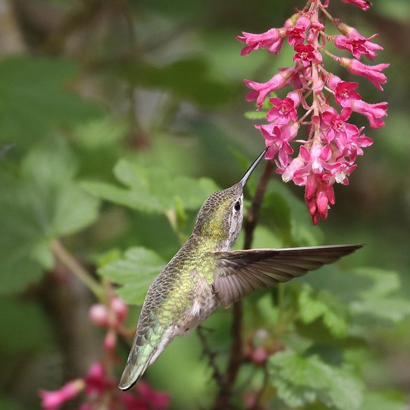  Claremont Flowering Currant (Ribes)