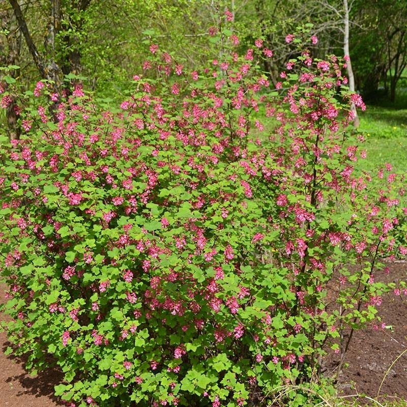  Claremont Flowering Currant (Ribes)