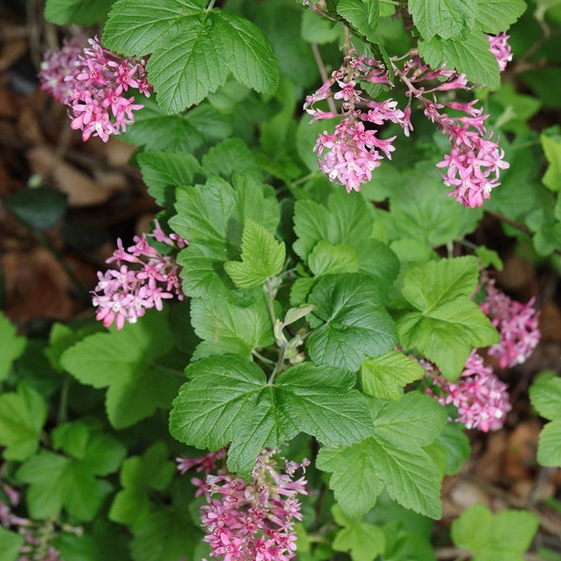  Claremont Flowering Currant (Ribes)