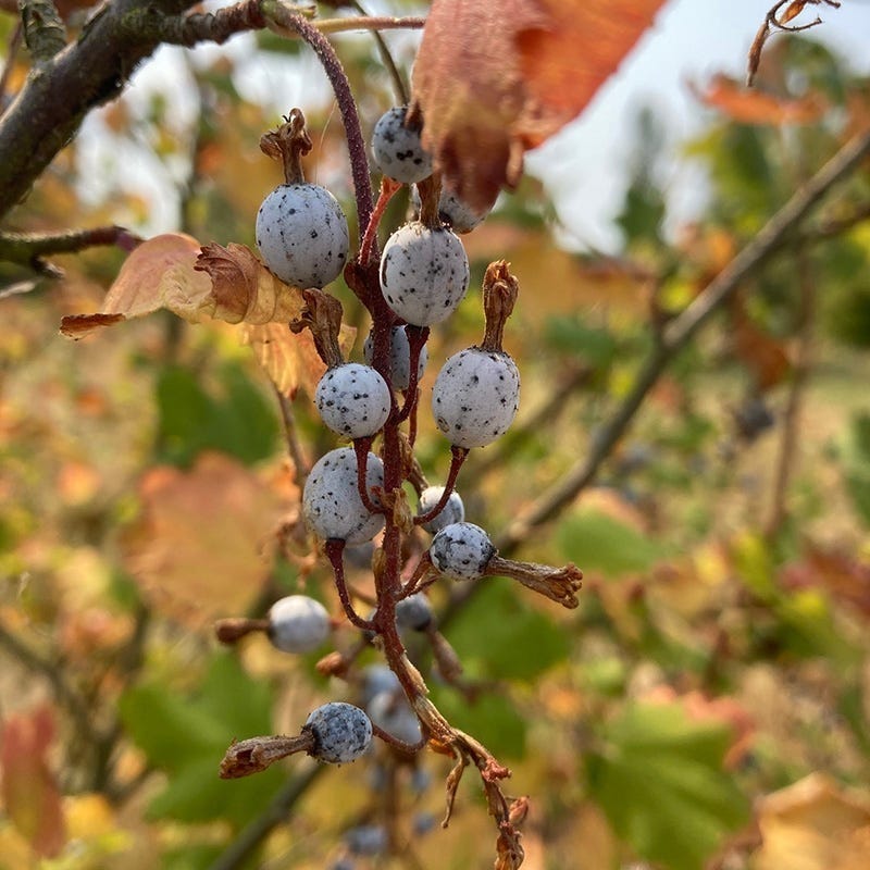  Claremont Flowering Currant (Ribes)