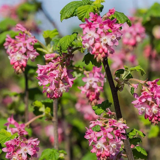  Claremont Flowering Currant (Ribes)