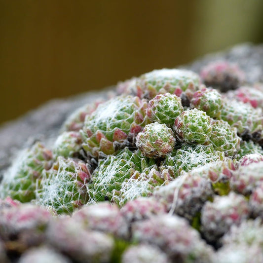  Rock Garden Collection