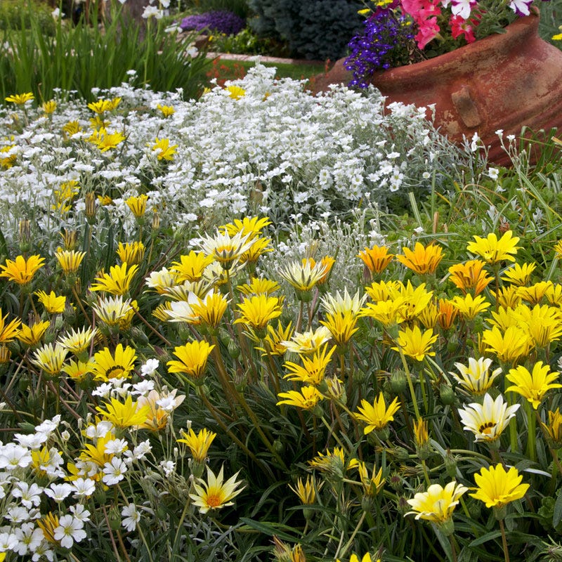  Colorado Gold® Gazania
