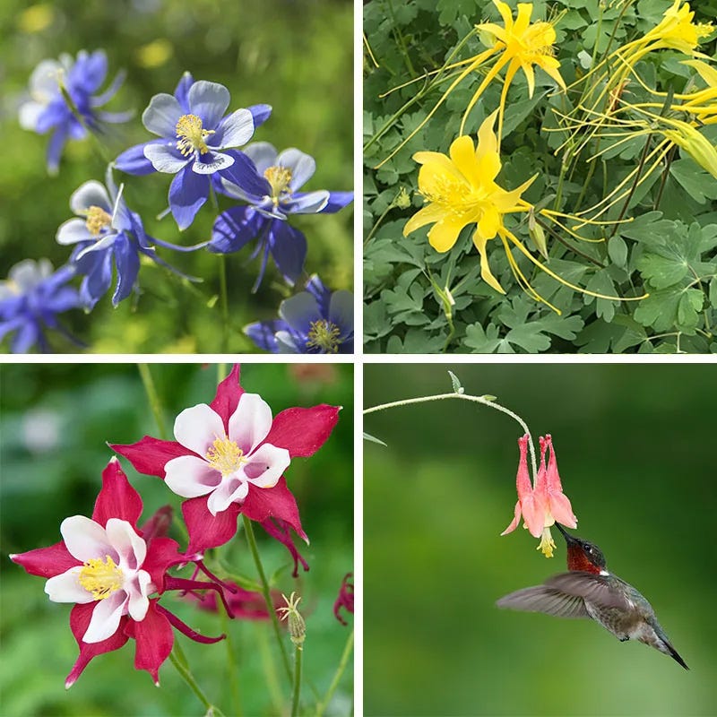  Columbine Collection