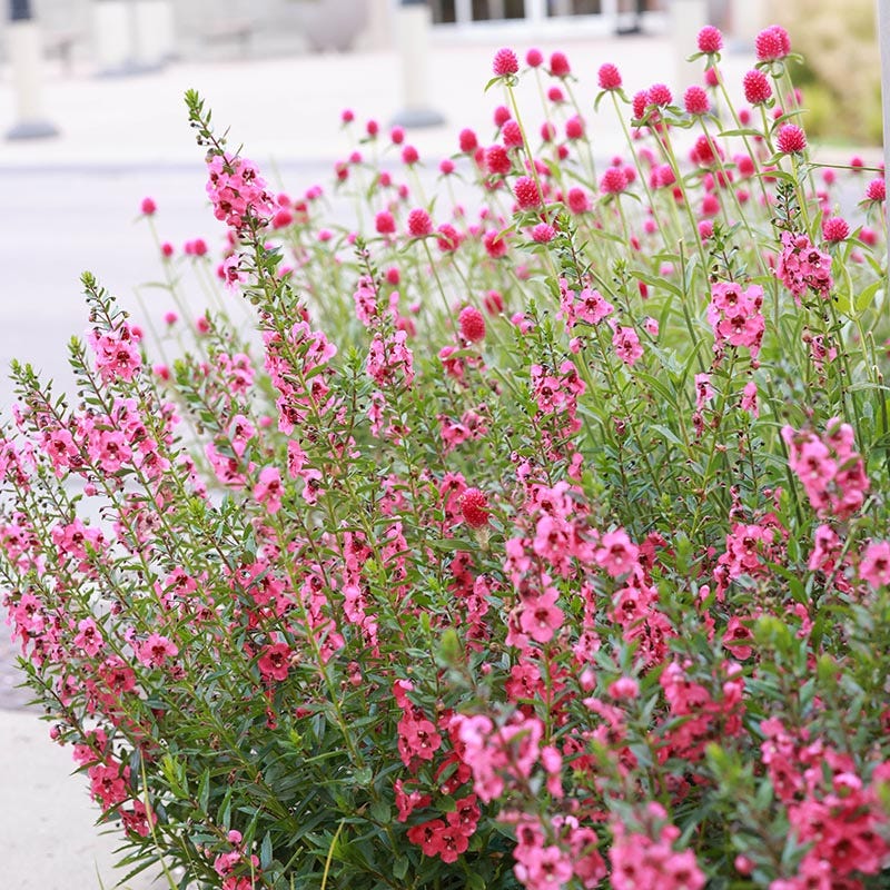  Coral Canyon® Twinspur (Diascia)