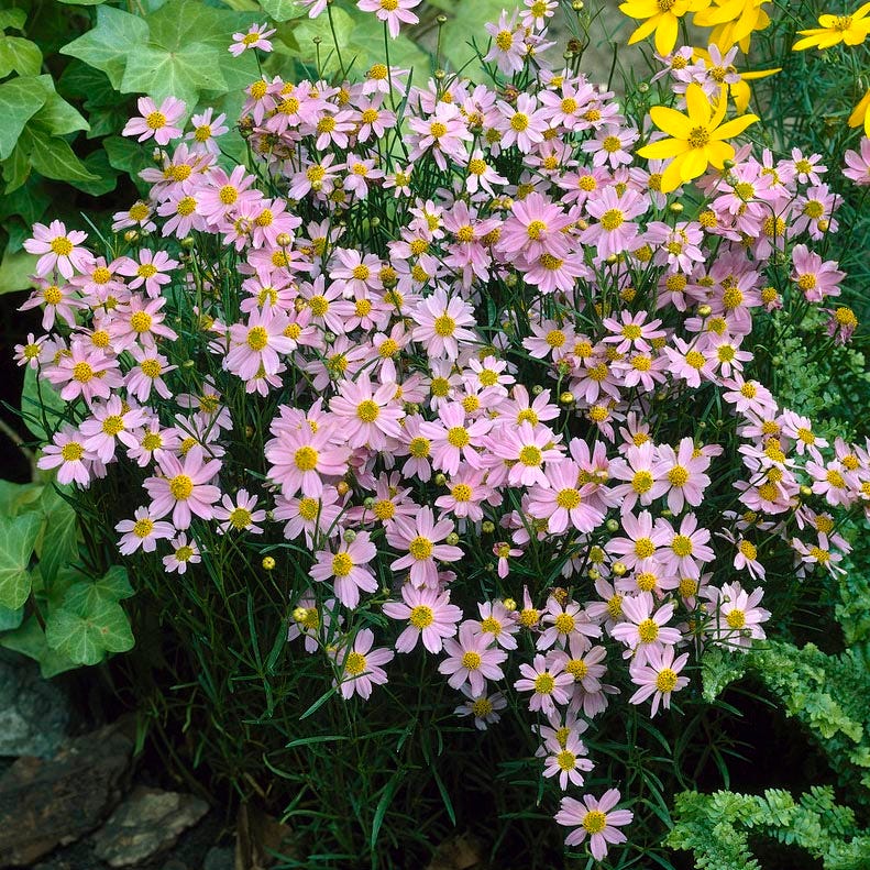  American Dream Coreopsis
