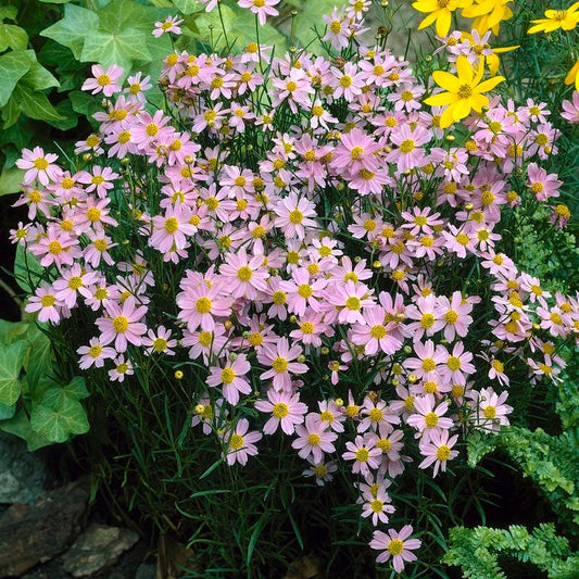  American Dream Coreopsis