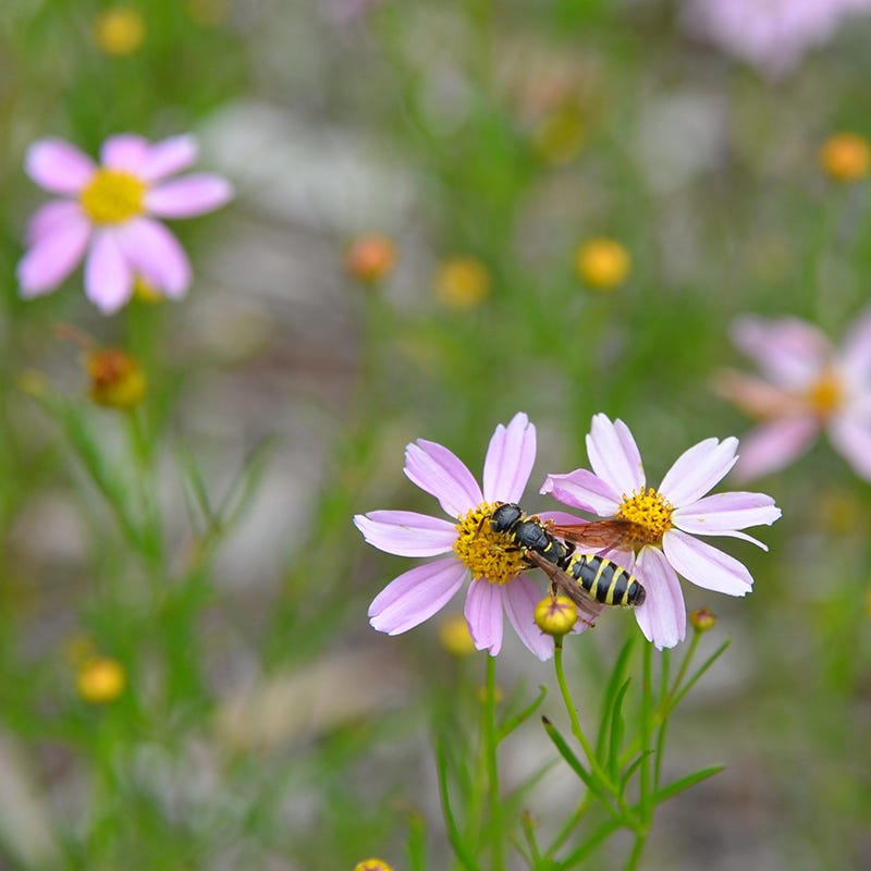  American Dream Coreopsis