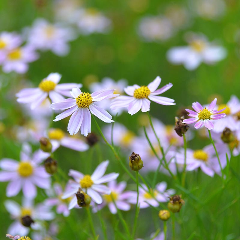  American Dream Coreopsis