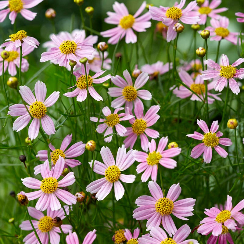  American Dream Coreopsis