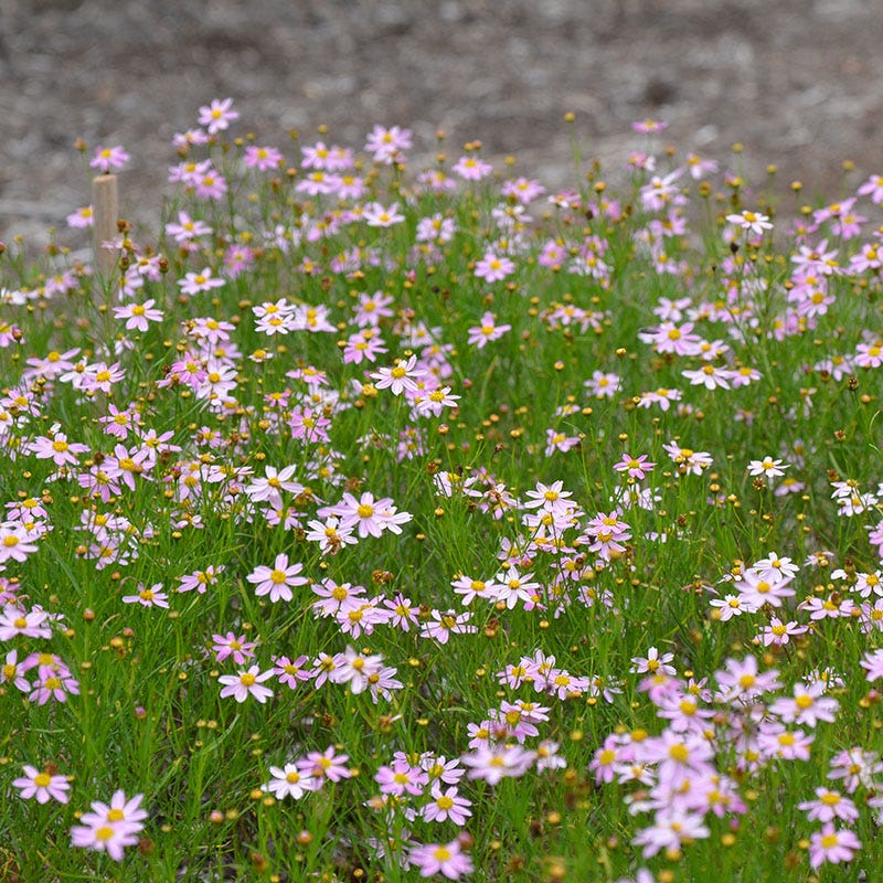  American Dream Coreopsis