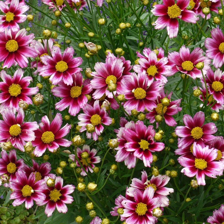  Li'l Bang™ Starstruck Coreopsis