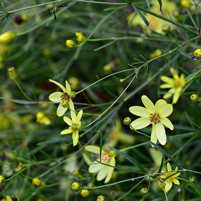  Moonbeam Coreopsis
