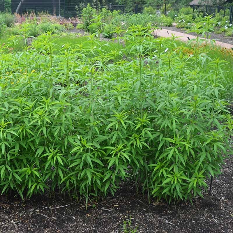  Gold Standard Coreopsis