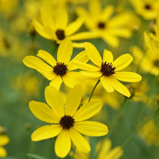  Gold Standard Coreopsis